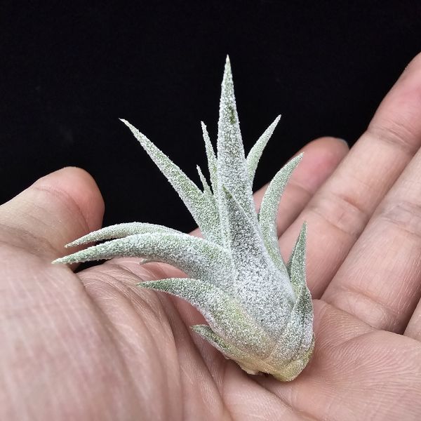 露西×小精靈(泰)/Tillandsia Lucille × ionantha~較少流通的泰國個體，圖四為成株參照。 