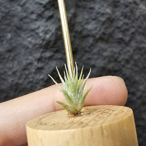 BC實生~會顯色(史蒂夫)/Tillandsia Bea Correale seedling(Steve) 