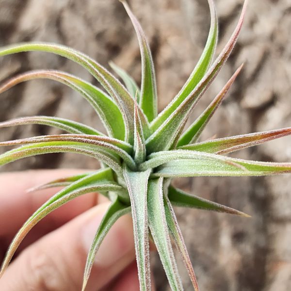 長莖×露西/Tillandsia Ionantha Var. Vanhyningii × Lucille 