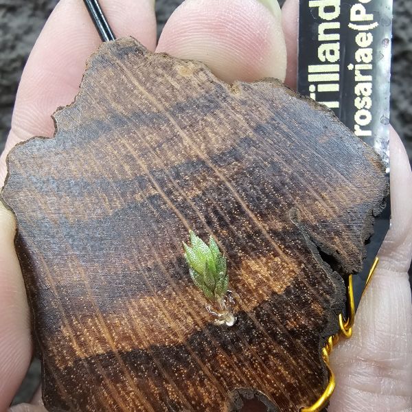 薔薇/Tillandsia rosariae(Poland) 