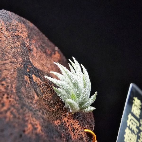 蘿莉-雨林/Tillandsia loliacea(RFI) 