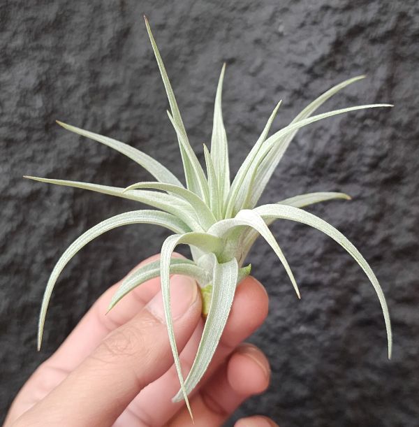 多國花白天使/Tillandsia Stricta Angel White 