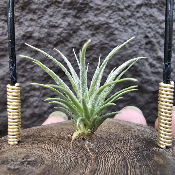 (薄紗×多國)×薄變/Tillandsia(gardneri × stricta) × gardneri var. rupicola(TI) 