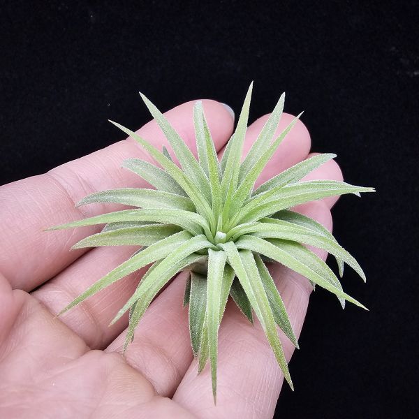 刺蝟小精靈(肥芽)/Tillandsia ionantha 'Hedgehog' 