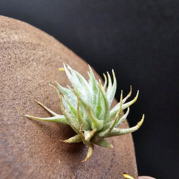 歐洲蘿莉(密葉)/Tillandsia loliacea compact form(Europe)~圖五母株參考！ 