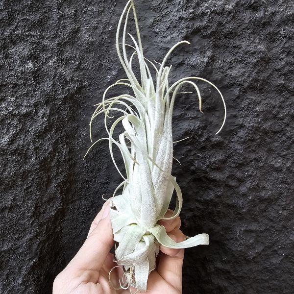 巴西薄紗變異(野採母株後代芽帶大，養非常久穩定植株)/Tillandsia gardneri var. rupicola 