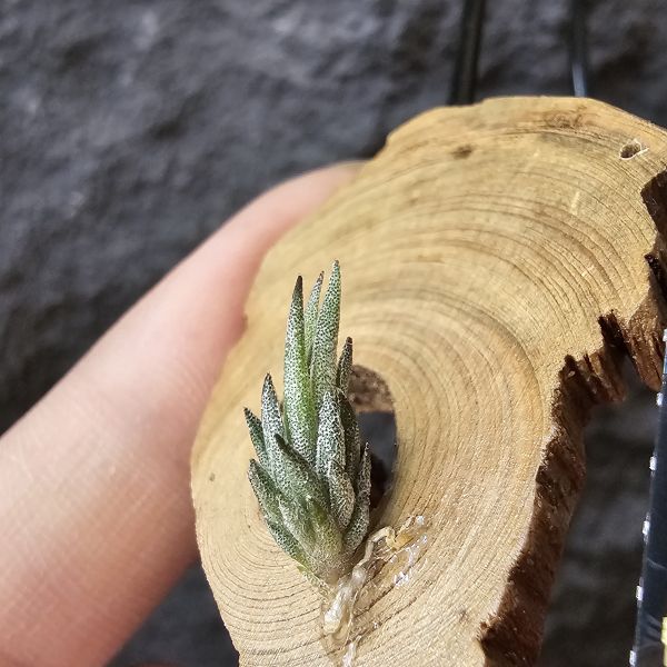gerdae~玻利維亞小型特有種(紫色瓣狀花)/Tillandsia gerdae 