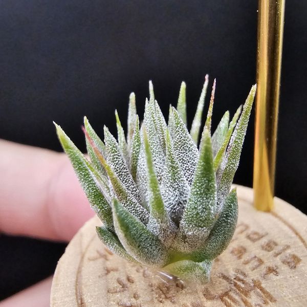 榛果精靈紫星(新品)/Tillandsia ionantha Hazelnut Stiff Purple Star~特殊個體，光照穩定或溫差，植株會帶有暗紫色，肉眼看較明顯、硬葉質感、新葉由短形態，隨著植株成長而生長！圖四參考較大植株！ 