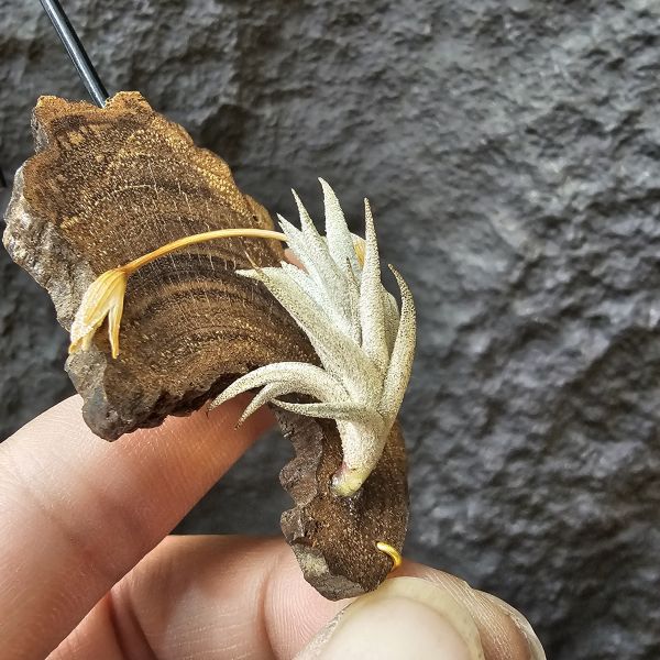 布雷爾利托西斯/Tillandsia brealitoensis 