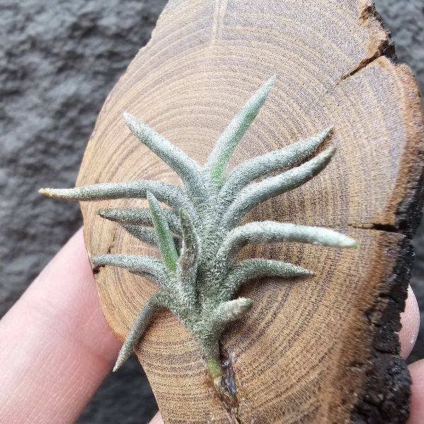 帕姆塔塔/Tillandsia permutata(Europe) 
