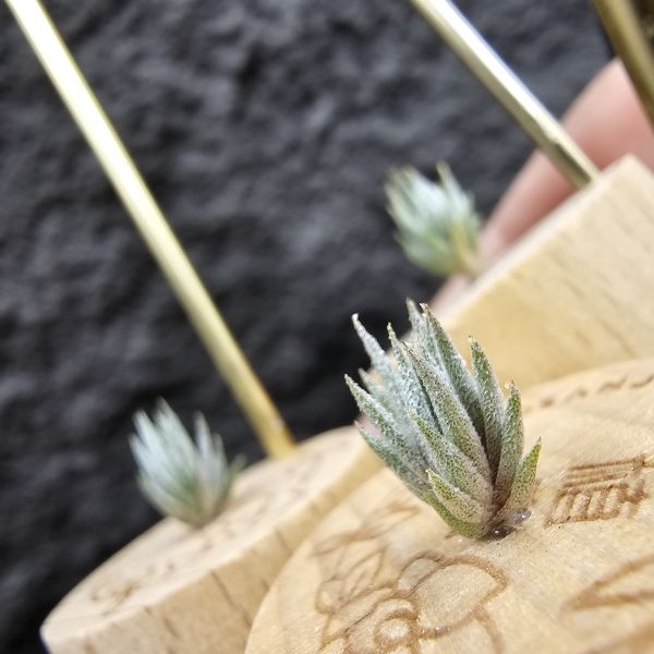初戀 × 德K榛(B型)S尺寸不挑株/Tillandsia arequitae ×  ionantha haselnuss clone B 