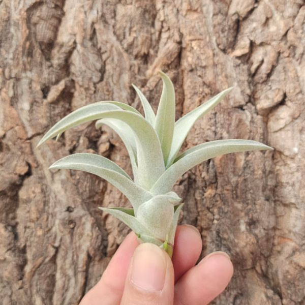 哈里斯/Tillandsia Harrisii 