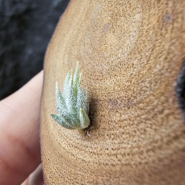雨林蘿莉/Tillandsia loliacea(RFI) 