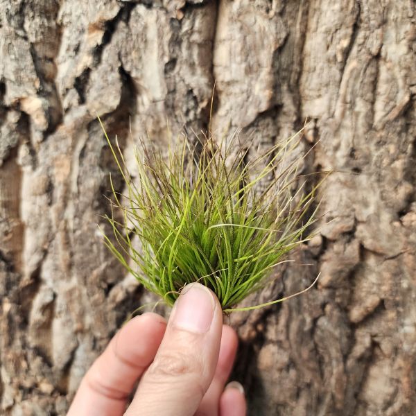 紅三色-實生/Tillandsia Juncifolia Seedling 