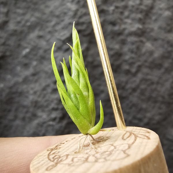 螺絲(實生)/Tillandsia Subulifera seedling~建議養在散射光明亮處避免直曬 