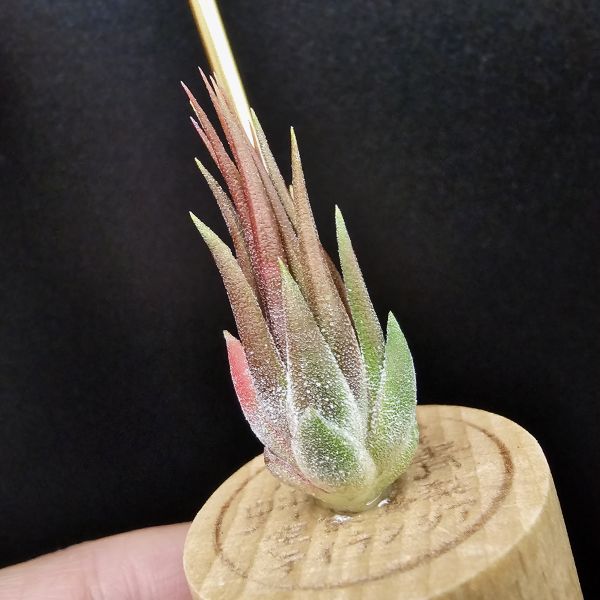 巧克力花生米/Tillandsia ionantha 'peanut Red'~會長年顯暗紅色的花生米！ 