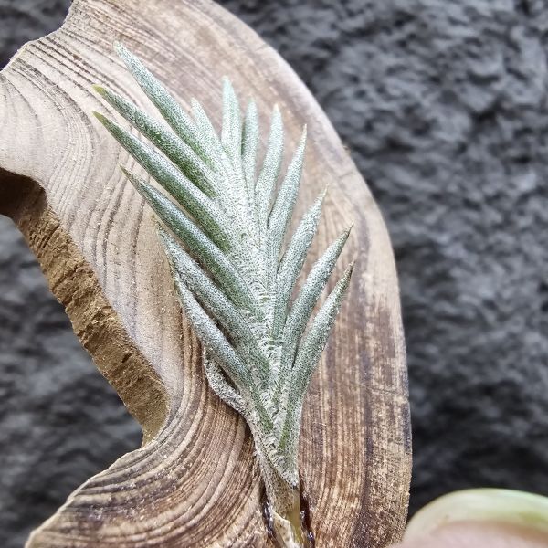 Tillandsia capillaris(73.21) 