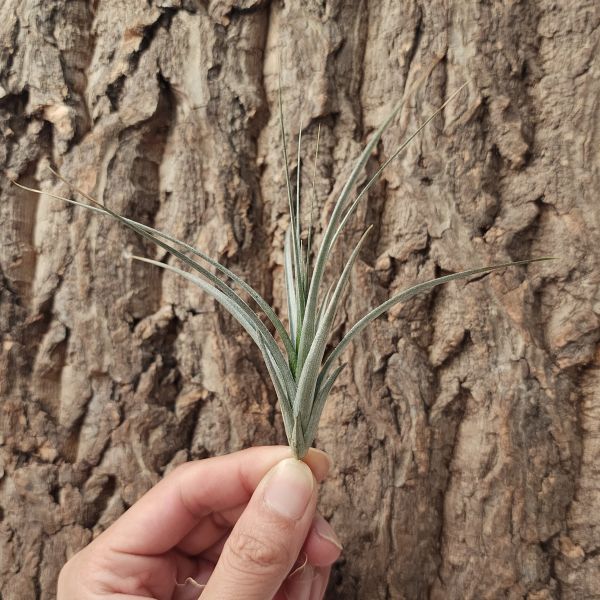 凡妮寇莎-紫色巨型Tillandsia Vernicosa Purple Giant 