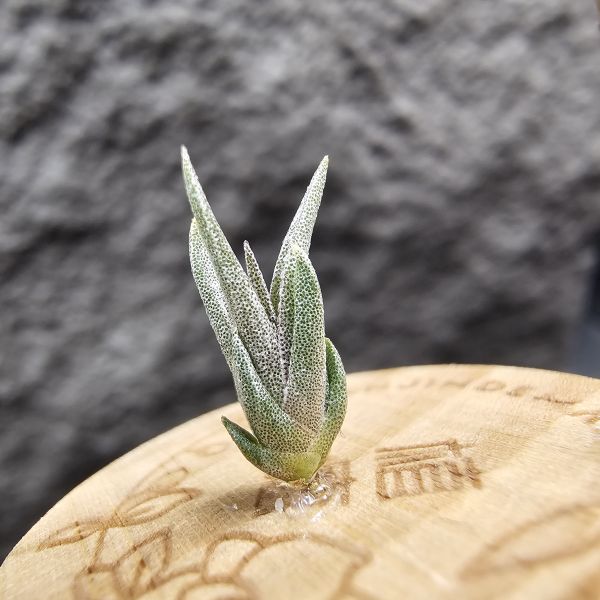 橙花媳婦 × 露西/Tillandsia erici × Luciille 
