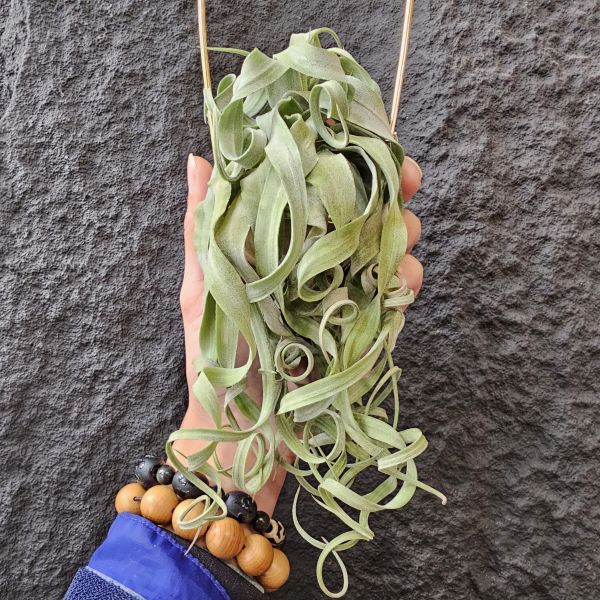 長葉電捲(不含吊架)/Tillandsia streptophylla~露養植株多少有正常耗葉!完美主義請勿下單! 