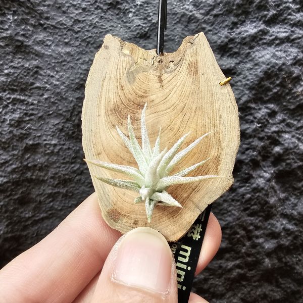長莖mini/Tillandsia ionantha v. vanhyningii mini Form 