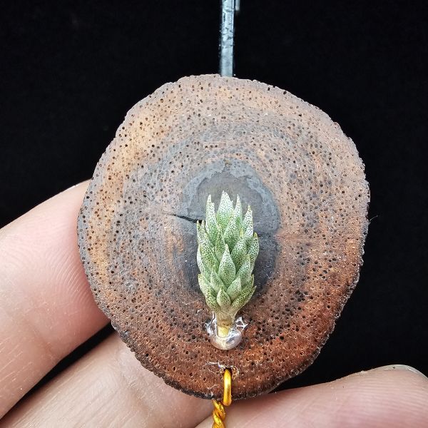 彈頭(黑紫花)/Tillandsia pedicellata Purple Flower(Argentina) 