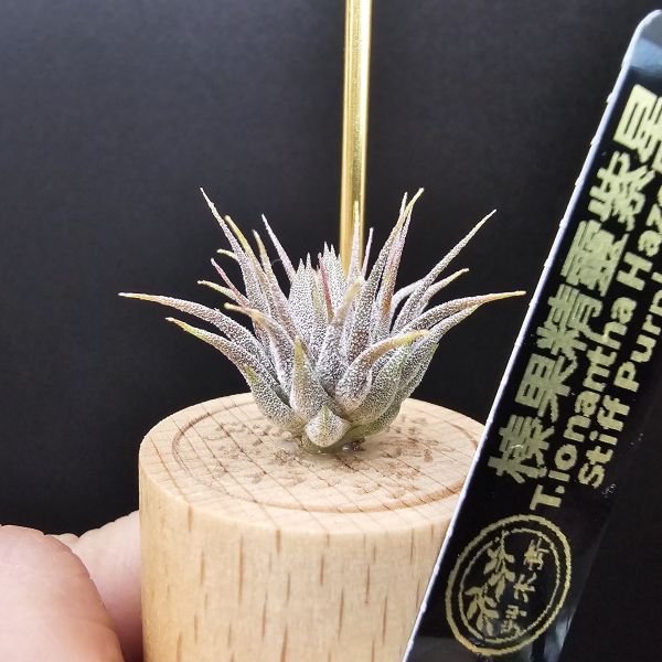 榛果精靈紫星(新品)/Tillandsia ionantha Hazelnut Stiff Purple Star~特殊個體，光照穩定或溫差，植株會帶有暗紫色，肉眼看較明顯、硬葉質感、新葉由短形態，隨著植株成長而生長！圖四參考較大植株！ 