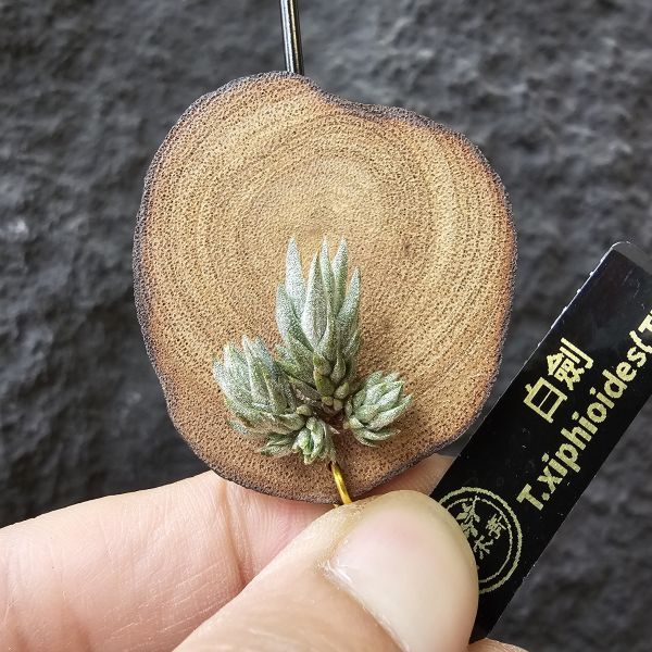 白劍/Tillandsia xiphioides(TI) 