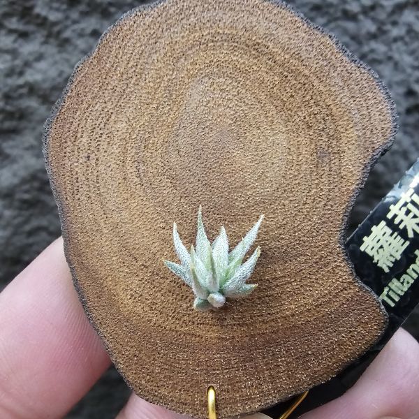 蘿莉(雨林)/Tillandsia loliacea(RFI) 