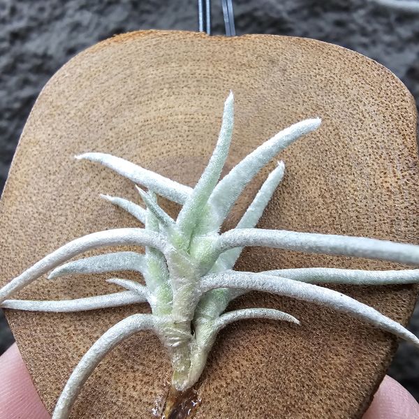 莫利斯(皆帶芽)/Tillandsia mollis~相當雪白的品種~已帶到非常強健好養的植株，以往剛進口並不好照顧。 