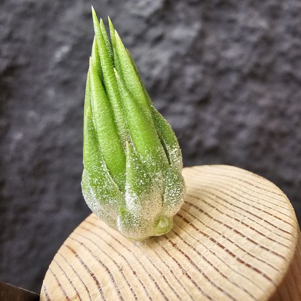 雨林AP小精靈/Tillandsia ionantha Apretado (RFI) 