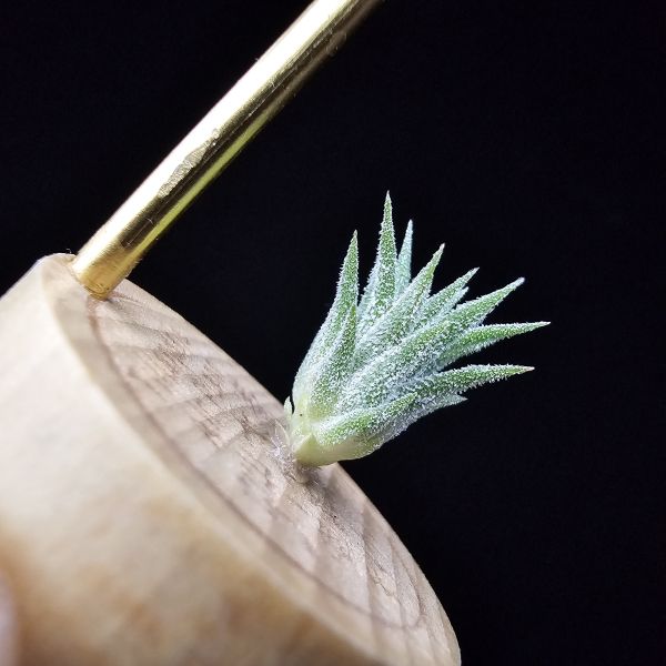 二筒小精靈/Tillandsia Two tone(RFI) 