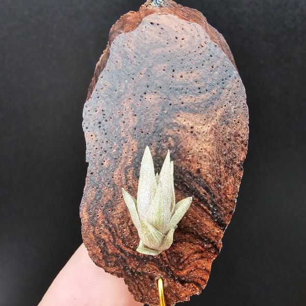 小海螺/Tillandsia Peiranoi Red~重油耐用"降真木"板材 