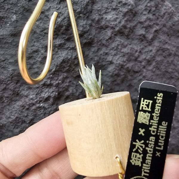 銀冰×露西/Tillandsia chiletensis × Luciille 
