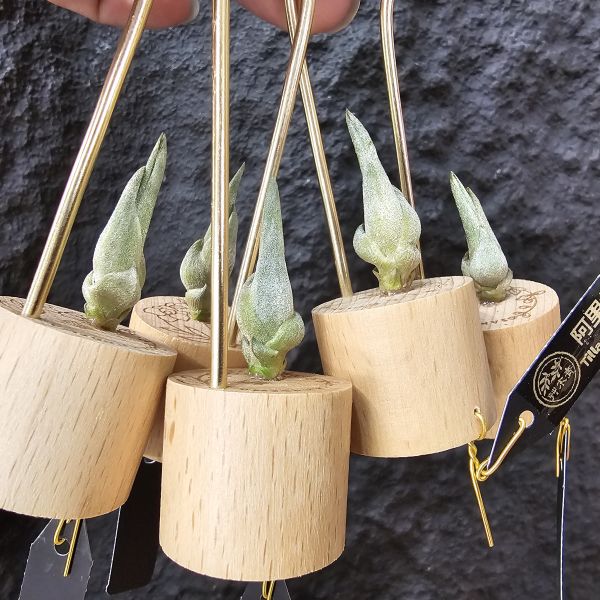 阿里扎・朱莉(台產芽、不挑株)/Tillandsia arhiza-juliae 