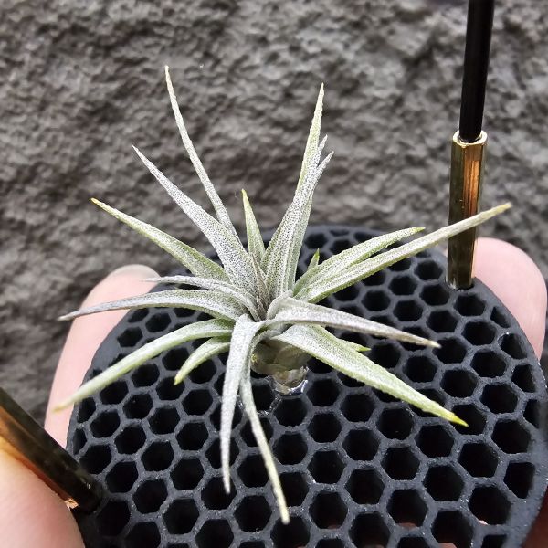 初戀 × 墨西哥電捲/Tillandsia arequitae × streptophylla Mexico 