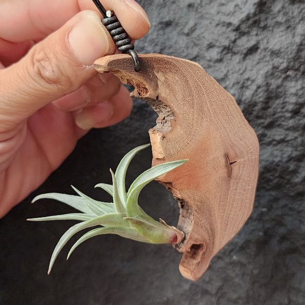 綠兔-歐洲/Tillandsia Edithae Green 