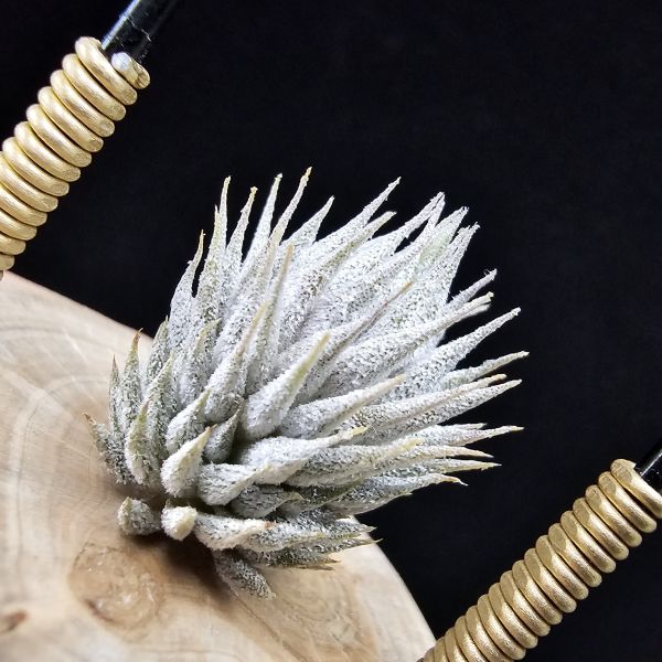 德K榛果×雨林AP(芽養至近成株最少2~3年)/Tillandsia ionantha haselnuss x ionantha Apretado(RFI) 