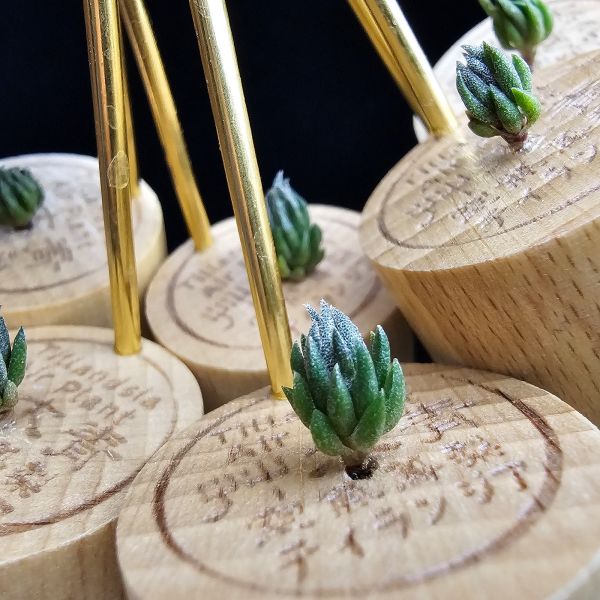 New~初戀(烏拉圭)×銀冰(不挑株)	/Tillandsia arequitae(UY) × chiletensis~新品單株特價，有六株。 