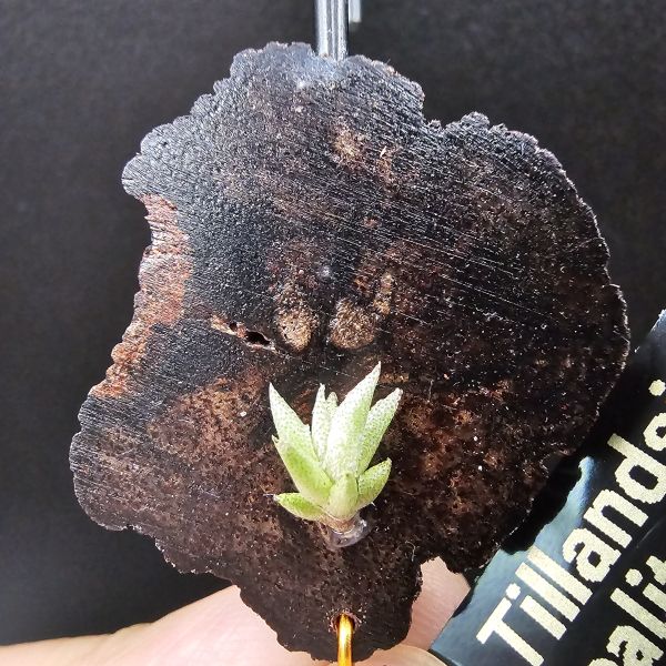 布雷爾利托西斯(S尺寸)/Tillandsia brealitoensis~重油耐用"降真木"板材! 