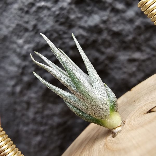 法國毛媳婦×迷你紫犀牛/Tillandsia xiphioides forme poilue(FR) × seleriana mini Purple 