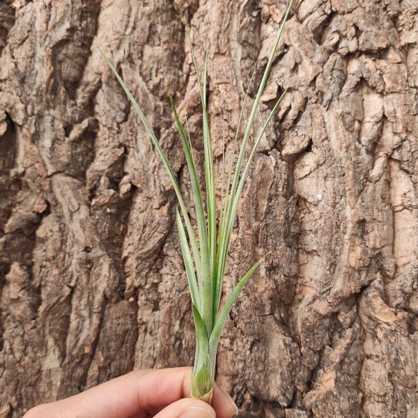 大三色×噴泉/Tillandsia Juncea × Exserta 