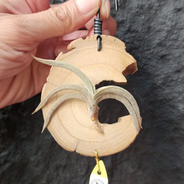 特內布拉(甜不辣)/Tillandsia Tenebra 