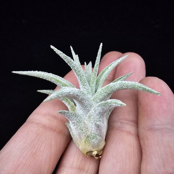 露西×小精靈(泰)/Tillandsia Lucille × ionantha~較少流通的泰國個體，圖五為成株參照。 