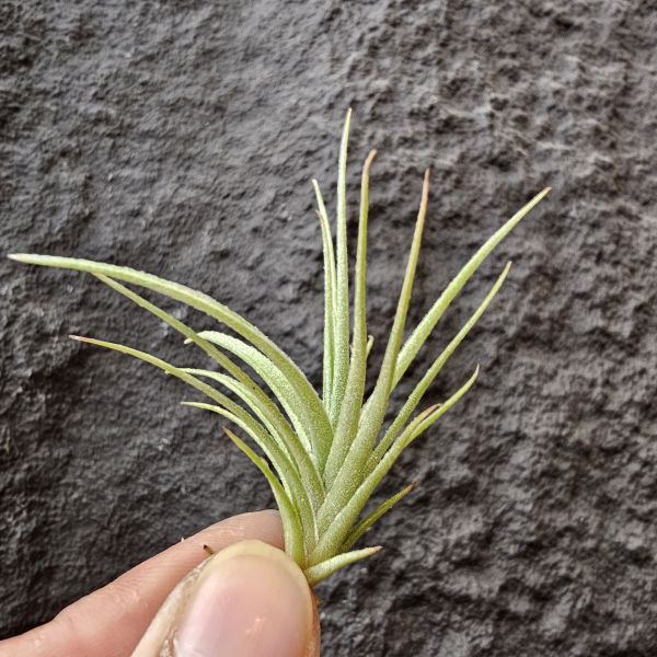 勞倫茲×迷你電捲/Tillandsia lorentziana × diguetii 