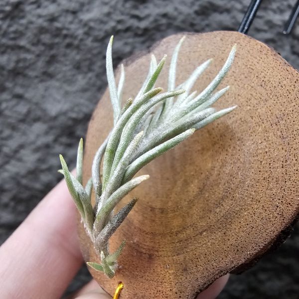 阿根廷卡畢/Tillandsia capillaris(Argentina) 