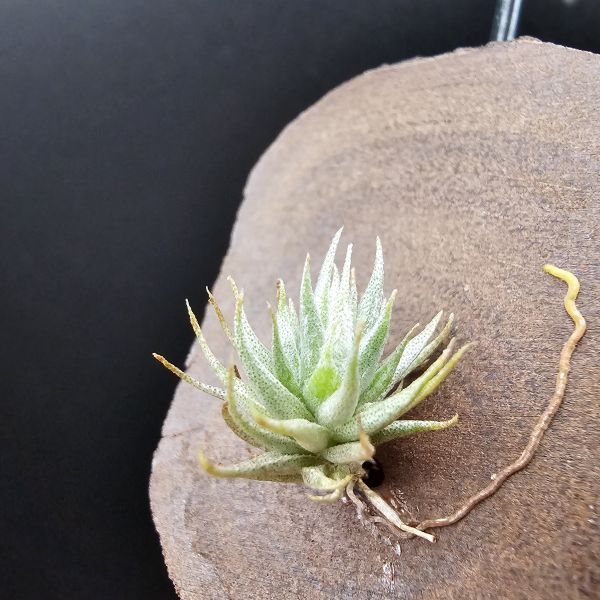 歐洲蘿莉(密葉)/Tillandsia loliacea compact form(Europe)~圖五母株參考！ 