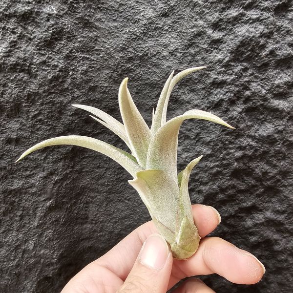 高原×女王頭/Tillandsia sphaerocephala × caput-medusae 