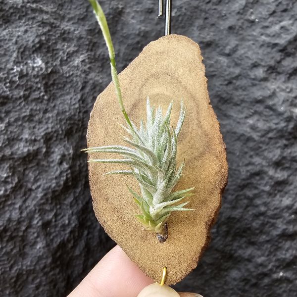 草皮變異・捷克(成株)/Tillandsia tricholepis var. macrophylla(CZ) 