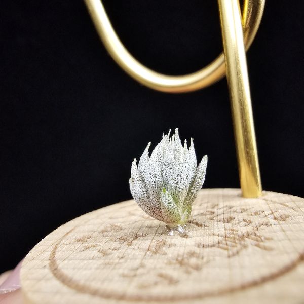 德K榛果×雨林AP(S)/Tillandsia ionantha haselnuss x ionantha Apretado(RFI) 